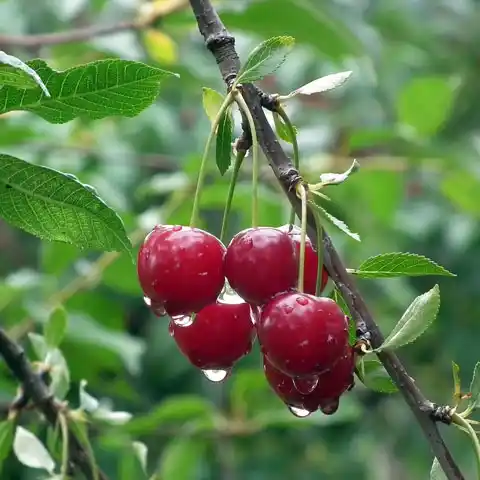 Standard-Obstbäume