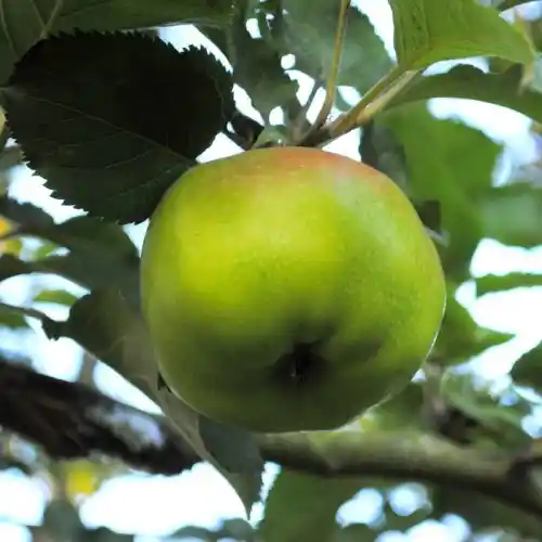 Alte Obstbaumsorten